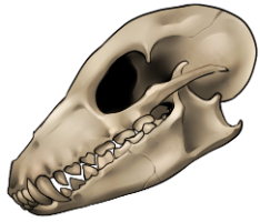 Skull - Small Canine