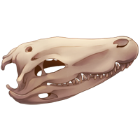 Skull - Crocodilian