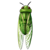 Green Grocer Cicada