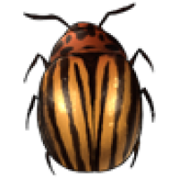 Potato Beetle