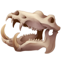 Skull - Hippopotamus