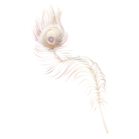 Peacock Feather - Albino