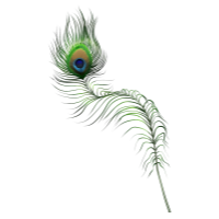 Peacock Feather