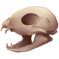 Skull - Small Feline