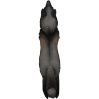 Fox Pelt - Cross