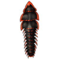 Trilobite Beetle