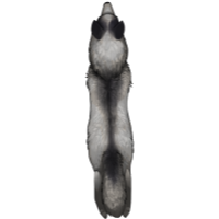 Small Canine Pelt - Marble