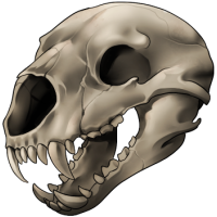 Skull - Ursus