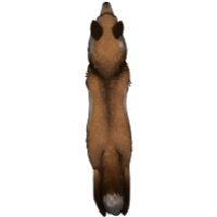 Small Canine Pelt - Red