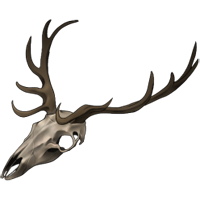 Skull - Small Antlered