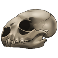 Skull - Small Mustelid