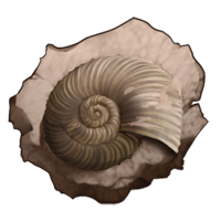 Shell Fossil