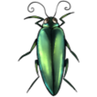 Jewel Beetle