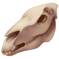 Skull - Equine