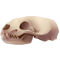 Skull - Large Mustelid