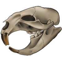 Skull - Small Rodent