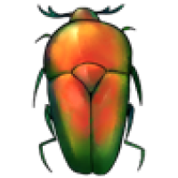 Flower Beetle