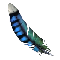 Feather - Bluejay